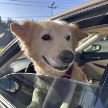 Abuela-"Welly"-someone said-"Car ride" -  Golden Retriever and Chow Chow Dog for Adoption in Houston, Texas - Abuela-"Welly"-someone Said-"Car Ride" | PetCurious