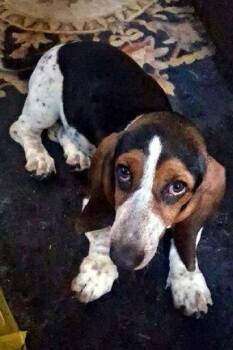 NIKKI - ADOPTION PENDING! -  Basset Hound Dog for Adoption in Hamilton, New Jersey - NIKKI - ADOPTION PENDING! | PetCurious