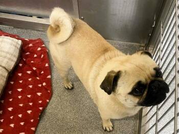 Pug Dogs Available for Adoption - CURLY | PetCurious