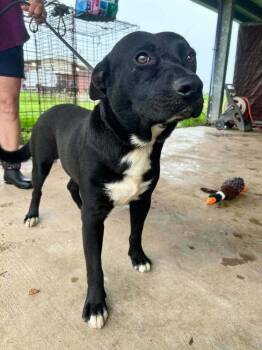 Lance -  Mixed Breed Dog for Adoption in Scott, Louisiana - Lance | PetCurious