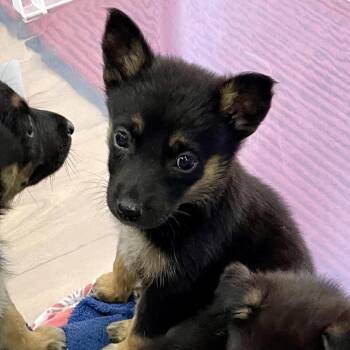 Female -  Shepherd and Mixed Breed Dog for Adoption in Livingston, Texas - Female | PetCurious