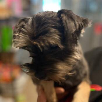 Avery -  Schnauzer and Dachshund Dog for Adoption in Eastsound, Washington - Avery | PetCurious