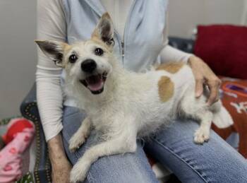 Monty * -  Jack Russell Terrier Dog for Adoption in Columbia, Tennessee - Monty * | PetCurious