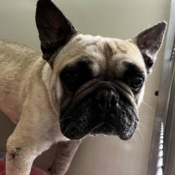 French Bulldog Dogs Available for Adoption in Palm Springs, California - Pork Chop | PetCurious