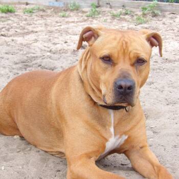 Mixed Breed Dogs Available for Adoption in Newark, New Jersey - Sandy Cheeks | PetCurious