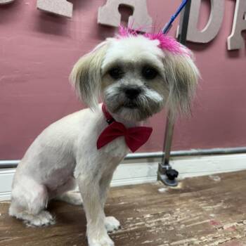 Cersei -  Maltese and Mixed Breed Dog Available for Adoption in Las Vegas, Nevada - Cersei | PetCurious