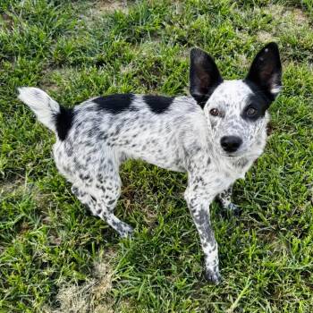 Boomer -  Australian Cattle Dog Blue Heeler and Mixed Breed Dog for Adoption in Brownsboro, Alabama - Boomer | PetCurious