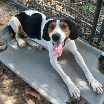 Rescue Coonhound and Treeing Walker Coonhound Dogs for Adoption in Wadena, Minnesota - Towzer Todd | PetCurious