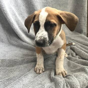 Stevie -  Cattle Dog Dog for Adoption in Cashmere, Washington - Stevie | PetCurious