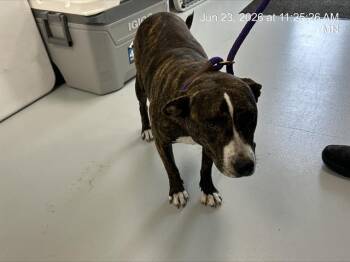 LIL MAMA -  Pit Bull Terrier and Mixed Breed Dog for Adoption in Ocala, Florida - LIL MAMA | PetCurious