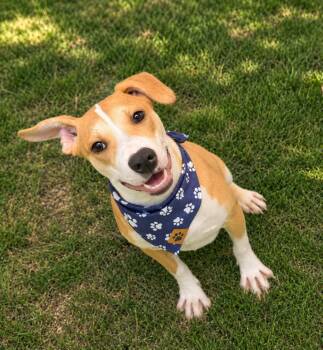Wonton -  Beagle and Labrador Retriever Dog for Adoption in Phoenix, Arizona - Wonton | PetCurious