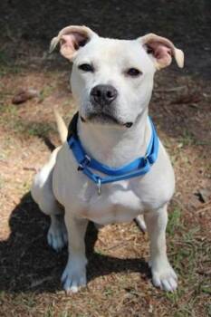 Terrier and Mixed Breed Dogs Available for Adoption in North Charleston, South Carolina - 04125B Thumper | PetCurious