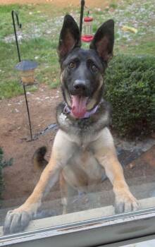 Cleo -  German Shepherd Dog Dog for Adoption in Mocksville, North Carolina - Cleo | PetCurious