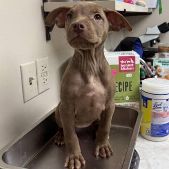 Pit Bull Terrier and Black Mouth Cur Dogs Available for Adoption - TUSC-Stray-83465_2_3 | PetCurious