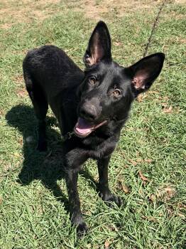 Georgia -  German Shepherd Dog Dog for Adoption in Covington, Louisiana - Georgia | PetCurious