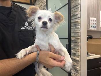 LUCY -  Papillon Dog for Adoption in Rowlett, Texas - LUCY | PetCurious