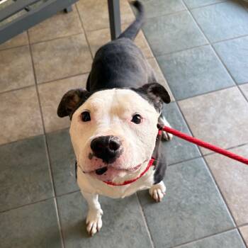 Rescue Mixed Breed Dogs for Adoption in Chattanooga, Tennessee - Sallie Mae | PetCurious