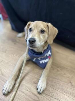 Rescue Black Mouth Cur and Mixed Breed Dogs for Adoption in St. Peters, Missouri - WALLY | PetCurious