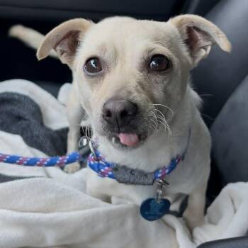 Elsa -  Chihuahua and Mixed Breed Dog for Adoption in Ferndale, Washington - Elsa | PetCurious