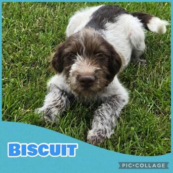Biscuit -  German Shorthaired Pointer and Poodle Dog for Adoption in Ringwood, New Jersey - Biscuit | PetCurious