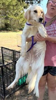 Golden Retriever Dogs Available for Adoption in Thompson Falls, Montana - Eliza | PetCurious