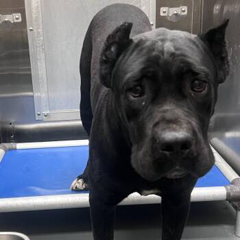 Mixed Breed Dogs Available for Adoption in Memphis, Tennessee - Midnight | PetCurious