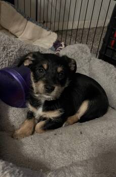 Chihuahua Dogs Available for Adoption in Wasilla, Alaska - Rarity (chi Pup 2) | PetCurious