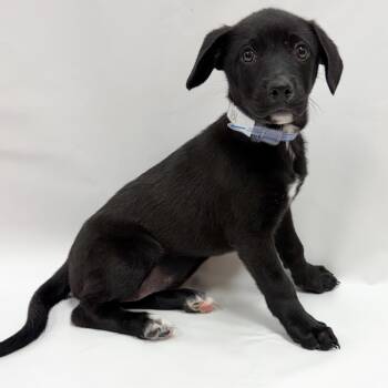 851 (2026) Freya -  Black Labrador Retriever and Mixed Breed Dog for Adoption in Parker, Colorado - 851 (2026) Freya | PetCurious