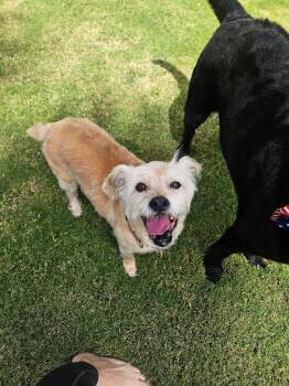 Lexi-Wheaten -  Wheaten Terrier Dog for Adoption in Phoenix, Arizona - Lexi-Wheaten | PetCurious
