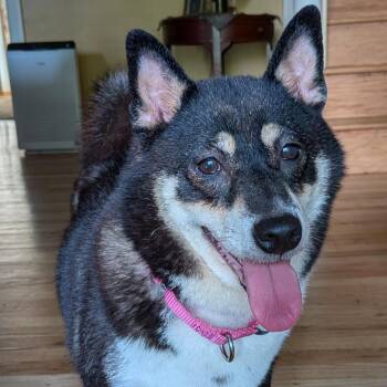 Potato Chip -  Mixed Breed Dog for Adoption in Philadelphia, Pennsylvania - Potato Chip | PetCurious