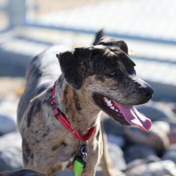 111921 -  Mixed Breed Dog for Adoption in Las Cruces, New Mexico - 111921 | PetCurious