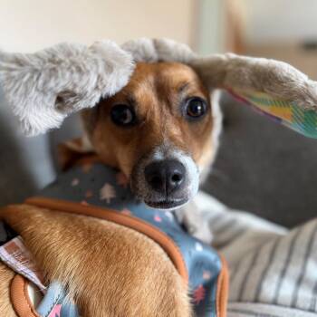Jack Russell Terrier Dogs Available for Adoption in Normal, Illinois - Nellie | PetCurious