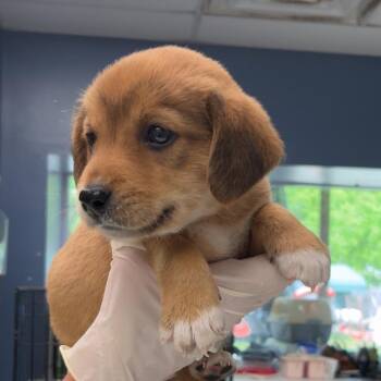 Beagle and Labrador Retriever Dogs Available for Adoption in Maynardville, Tennessee - Hershey | PetCurious