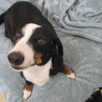 Halloweenie - Chino Hills Location -  Dachshund and Beagle Dog for Adoption in Chino Hills, California - Halloweenie - Chino Hills Location | PetCurious