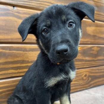 German Shepherd Dog Dogs Available for Adoption in The Colony, Texas - Wally | PetCurious