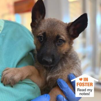 St. Lucia 54107 -  German Shepherd Dog and Mixed Breed Dog for Adoption in Las Vegas, Nevada - St. Lucia 54107 | PetCurious