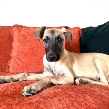 Whippet and Golden Retriever Dogs Available for Adoption in Naperville, Illinois - Everest | PetCurious