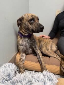 Rescue Hound Dogs for Adoption in Bellaire, Michigan - Enzo | PetCurious