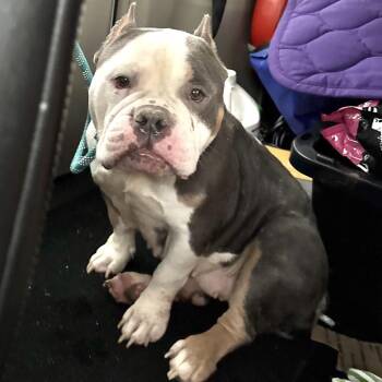English Bulldog Dogs Available for Adoption - Whim ~ Coming Soon!!! | PetCurious