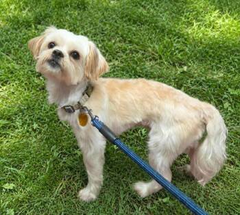 Riley -  Shih Tzu Dog for Adoption in Salisbury, Maryland - Riley | PetCurious