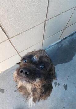 Brussels Griffon Dogs Available for Adoption - PEPPER | PetCurious