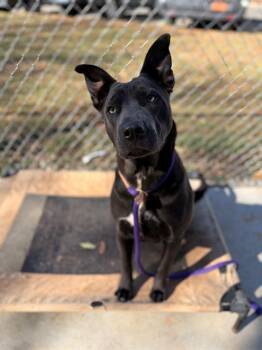 Mixed Breed Dogs Available for Adoption - MIKU | PetCurious