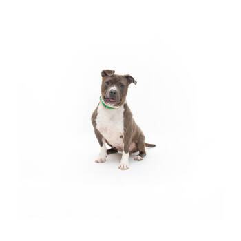 Rescue Mixed Breed Dogs for Adoption in Los Angeles, California - Blossom | PetCurious