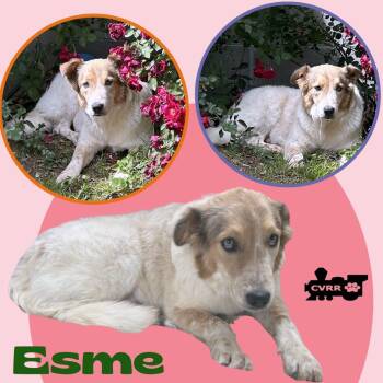Cattle Dog and Collie Dogs Available for Adoption in Lindsay, California - Esme | PetCurious