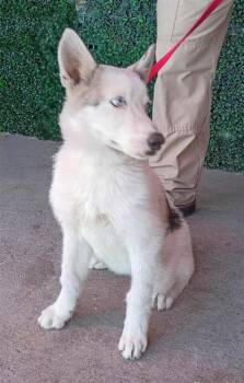 61235870 -  Siberian Husky and Mixed Breed Dog for Adoption in El Paso, Texas - 61235870 | PetCurious