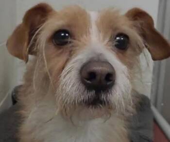 Jack Russell Terrier and Terrier Dogs Available for Adoption in Waterbury, Connecticut - Wilford Brimley "Willie" | PetCurious