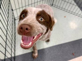 Australian Cattle Dog Blue Heeler Dogs Available for Adoption - Fitch A439021 | PetCurious