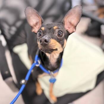 Mixed Breed Dogs Available for Adoption in Philadelphia, Pennsylvania - Rabbit | PetCurious