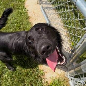 Crash -  Flat Coated Retriever Dog for Adoption in Bryan, Ohio - Crash | PetCurious