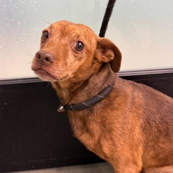Namor -  Chihuahua and Dachshund Dog for Adoption in Abilene, Texas - Namor | PetCurious